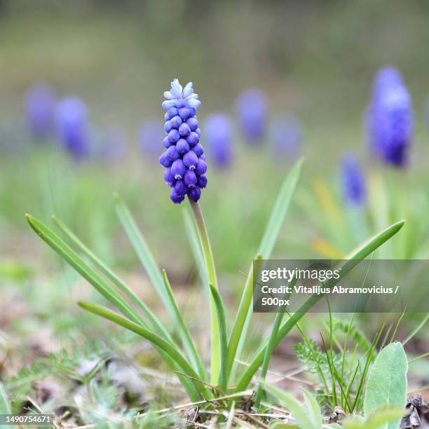 close-up of purple crocus flowers on field,lithuania - muscari armeniacum stock-fotos und bilder