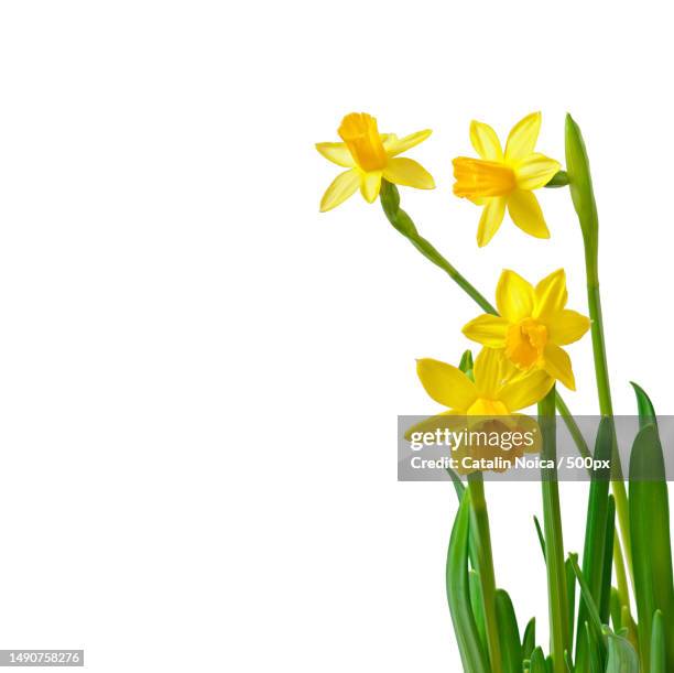 spring flowers narcissus isolated on white background,romania - daffodil stock-fotos und bilder