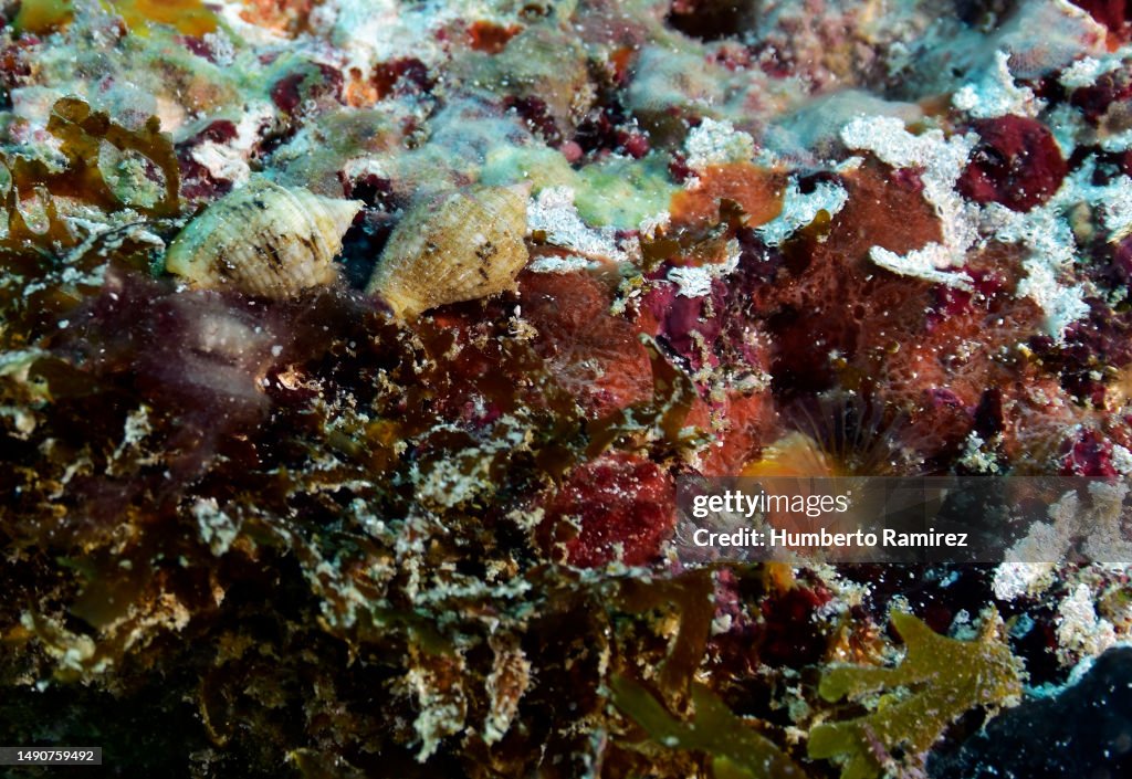 Sea Snail.