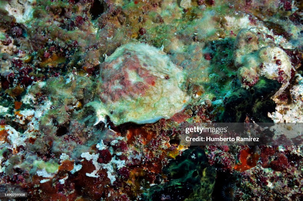 Sea Snail.