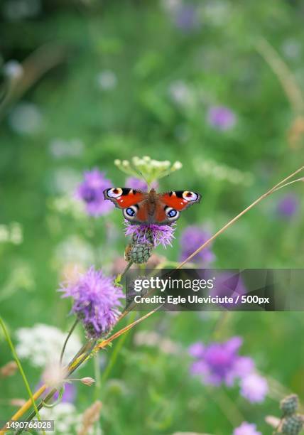 close-up of butterfly pollinating on purple flower - peacock butterfly stock pictures, royalty-free photos & images