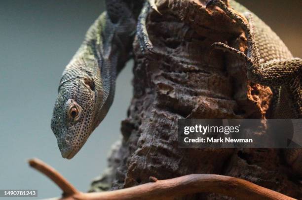 Tree Monitor 35 Emerald Tree Monitor Stock Photos, High-Res Pictures, and Images ...