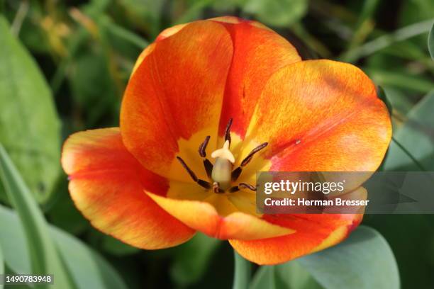 inside a tulip - herman bunch stock pictures, royalty-free photos & images