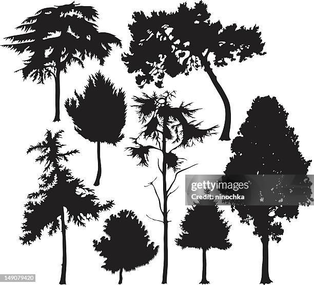 stockillustraties, clipart, cartoons en iconen met coniferous trees - naald plantdeel