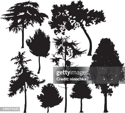 Coniferous trees Coniferous trees