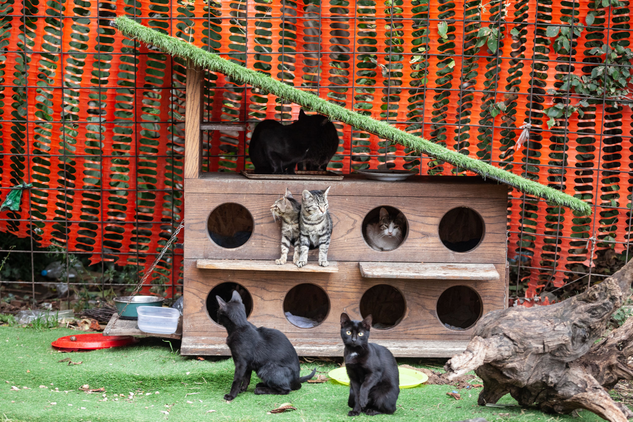 Panorama of a cat house, a cat shelter providing food and help for stray cats in the city center of Belgrade, Serbia, built by association specialized in pet rescue. Panorama of a cat house, a cat shelter providing food and help for stray cats in the city center of Belgrade, Serbia, built by association specialized in pet rescue.