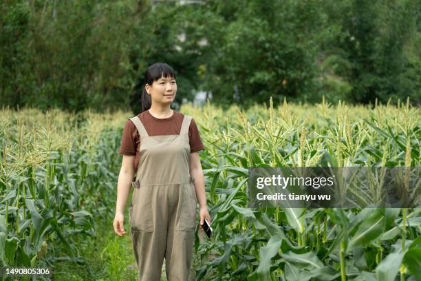 a female farmer works in an organic corn field - monoculture stock pictures, royalty-free photos & images