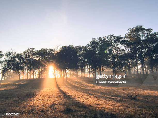 new england countryside sunrise - indigenous australia stock pictures, royalty-free photos & images