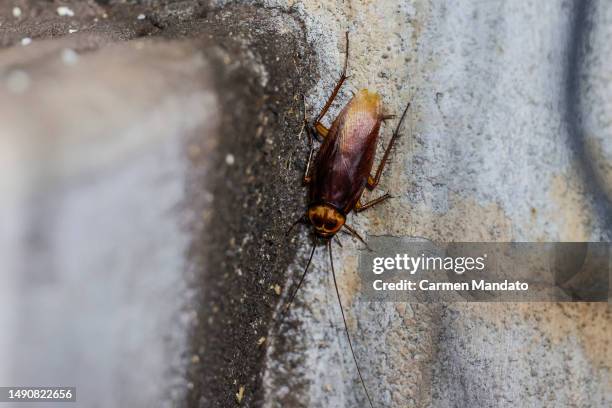 Large cockroach is seen in the well during a game between the Houston Astros and the Chicago Cubs at Minute Maid Park on May 16, 2023 in Houston,...