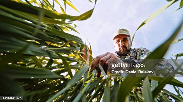 agricultor examinando los cultivos de trigo al atardecer en primavera. - low angle view of wheat growing on field against sky fotografías e imágenes de stock