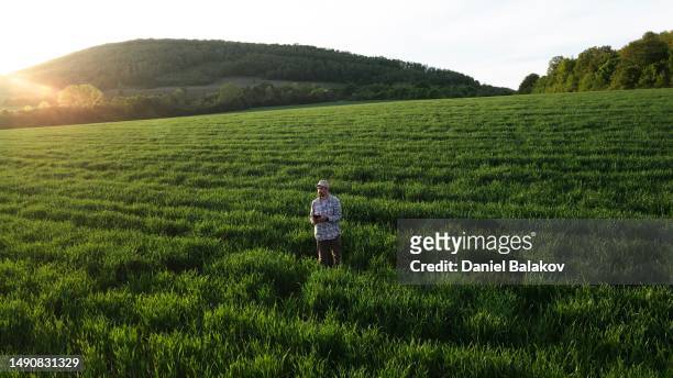 aerial view of farmer examining wheat crops with drone at sunset in spring. - agronomist stock pictures, royalty-free photos & images