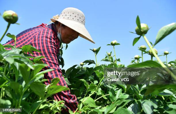 Farmer harvests paeonia lactiflora, commonly known as Chinese peony, at the paeonia lactiflora planting base on May 16, 2023 in Handan, Hebei...