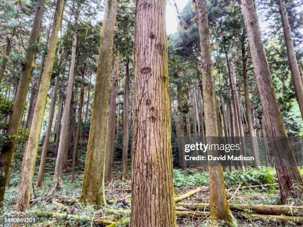 View looking up in a forest of Japanese Cedar trees on November 4, 2022 along the Nakasendo Way near Sekigahara, Japan.