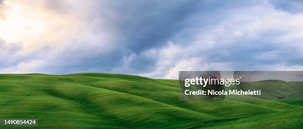 beautiful meadow - nicola tree imagens e fotografias de stock