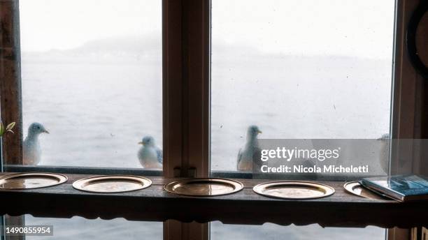pigeons on line outside a window - bird transparent stockfoto's en -beelden