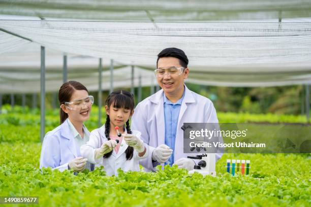 researchers examined the quality of vegetable organic salad and lettuce from the farmer hydroponic farm. - thailand us farm trade health stock pictures, royalty-free photos & images