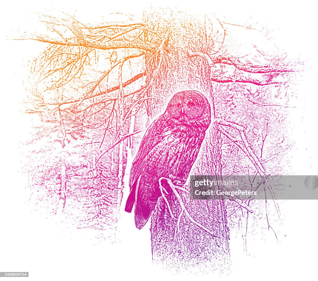 Great Gray Owl