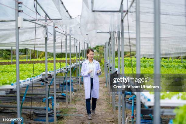 scientist checking fresh green oak lettuce in hydroponic greenhouse farm. - thailand us farm trade health stock pictures, royalty-free photos & images