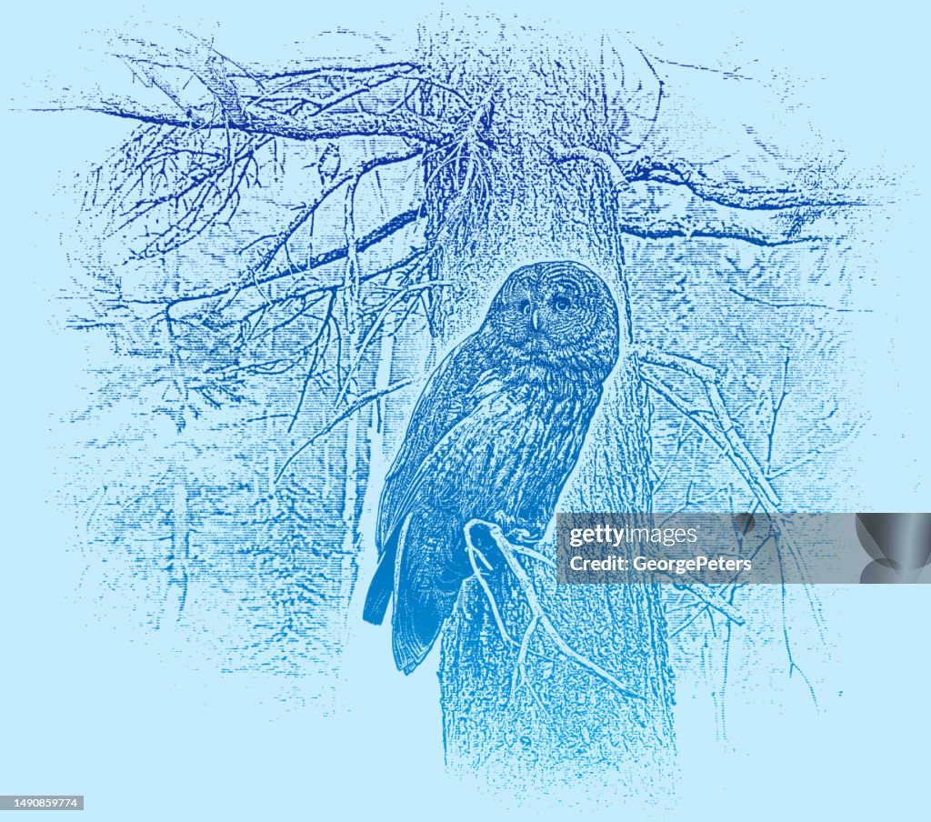 Great Gray Owl