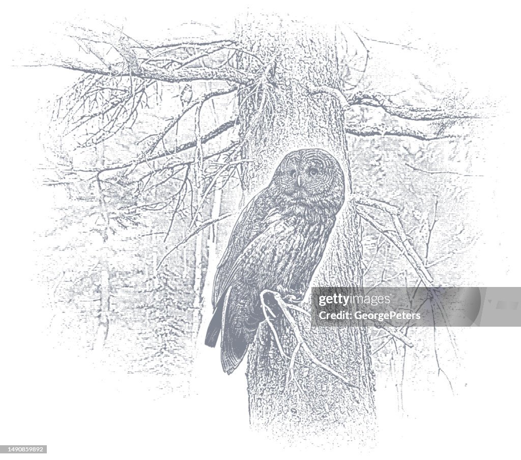 Great Gray Owl