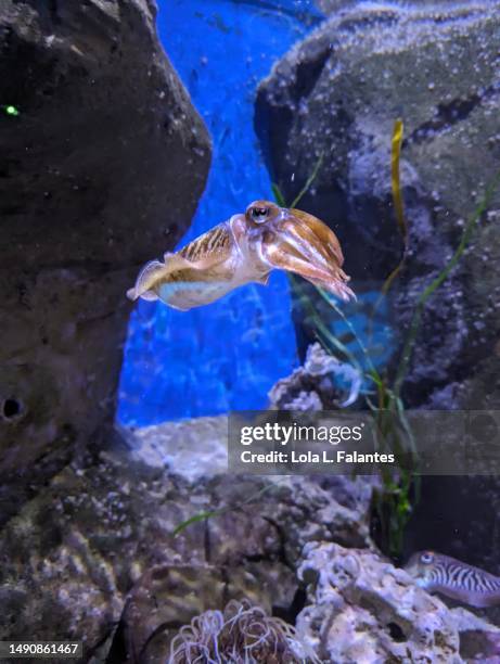 squid in aquarium - octopus aquarium stock pictures, royalty-free photos & images