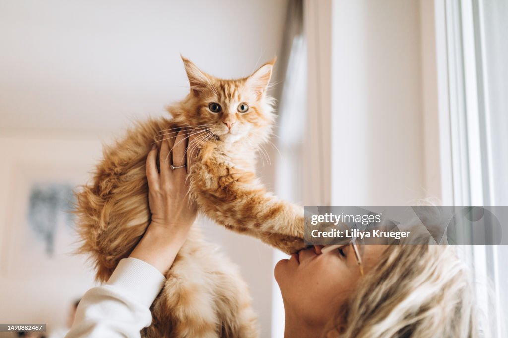 Maine Coon cat.