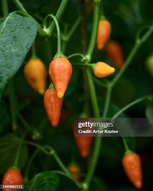 pepper plant in dew. orange pepper fatalii on bush among green leaves. african pepper. cultivation and ripening of pepper. vegetables in garden, harvest. farming. close-up. side view. soft focus - oranje paprika stockfoto's en -beelden