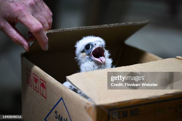 Peregrine Falcon chicks are ringed and measured at Salisbury Cathedral on May 17, 2023 in Salisbury, England. The Cathedral peregrine chicks are...
