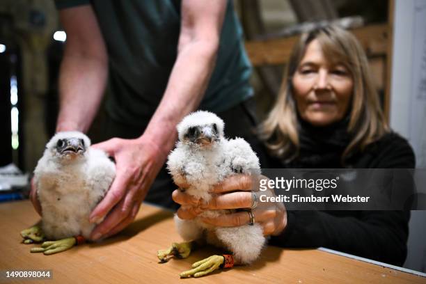 Peregrine Falcon chicks are ringed and measured at Salisbury Cathedral on May 17, 2023 in Salisbury, England. The Cathedral peregrine chicks are...