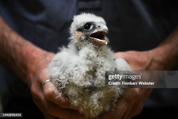 Peregrine Falcon chicks are ringed and measured at Salisbury Cathedral on May 17, 2023 in Salisbury, England. The Cathedral peregrine chicks are...