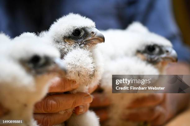 Peregrine Falcon chicks are ringed and measured at Salisbury Cathedral on May 17, 2023 in Salisbury, England. The Cathedral peregrine chicks are...