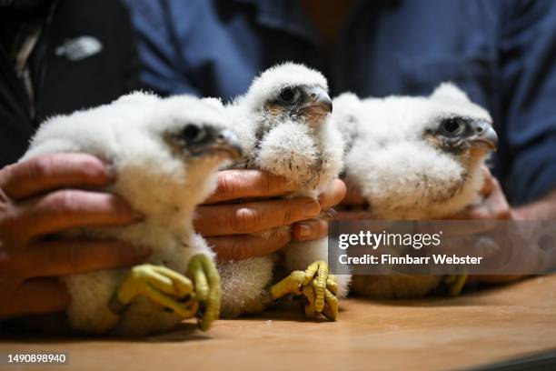 Peregrine Falcon chicks are ringed and measured at Salisbury Cathedral on May 17, 2023 in Salisbury, England. The Cathedral peregrine chicks are...