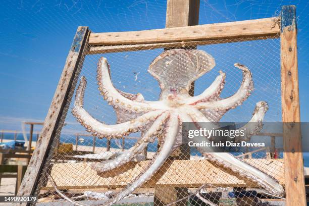 octopus kept for drying in nazaré. portugal. - octopus stock pictures, royalty-free photos & images