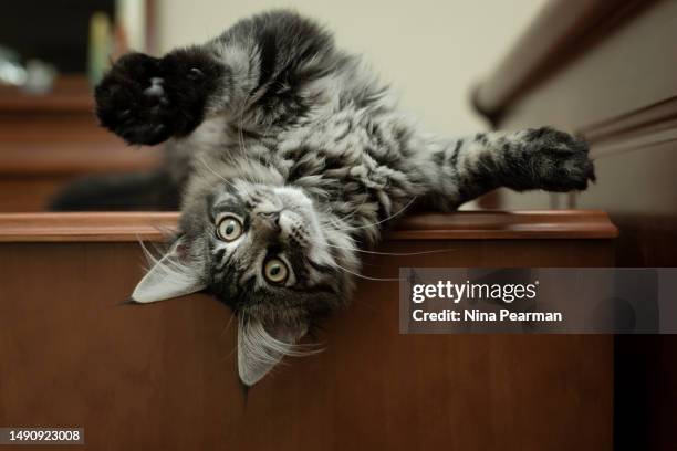 upside down round & round kitten - maine coon cat stock pictures, royalty-free photos & images