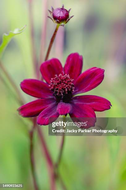 close-up image of the beautiful summer flowering cosmos atrosanguineus, the chocolate cosmos flower - dynamic stock pictures, royalty-free photos & images