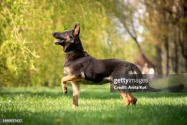 belgian shepherd dog (malinois) during training - belgian malinois 個照片及圖片檔