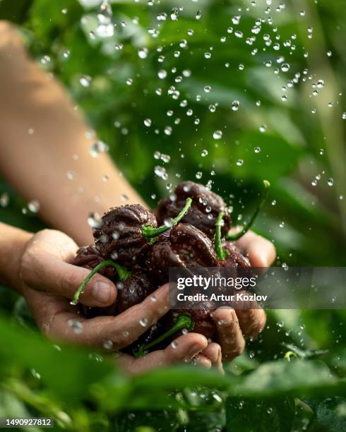 chocolate habanero peppers in hands of woman under raindrops. freshly harvested hot mexican peppers at farm. bright spices. background of green pepper bushes. side view. soft focus. copy space - chocolate drizzle stock pictures, royalty-free photos & images