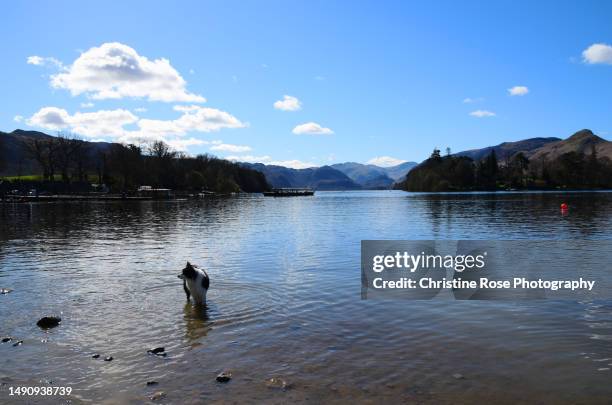 collie dog in derwentwater - cumbrian mountains stock pictures, royalty-free photos & images