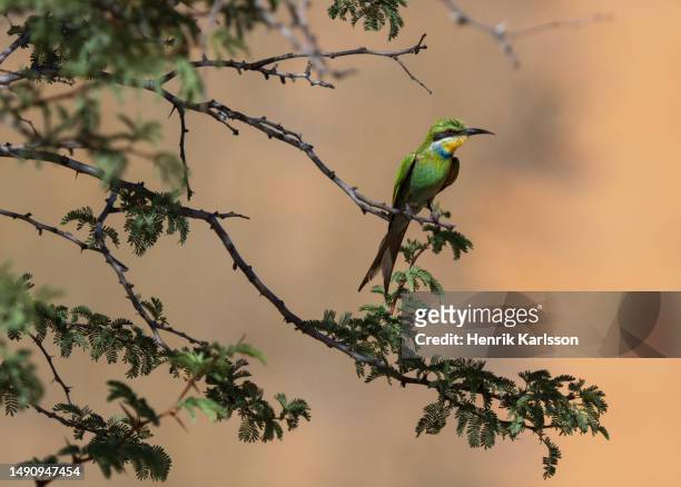swallow-tailed bee-eater (merops hirundineus) perched in a bush - kgalagadi transfrontier park stock pictures, royalty-free photos & images