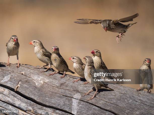 small flock of red-billed queleas (quelea quelea) on a log - red billed queleas stock pictures, royalty-free photos & images