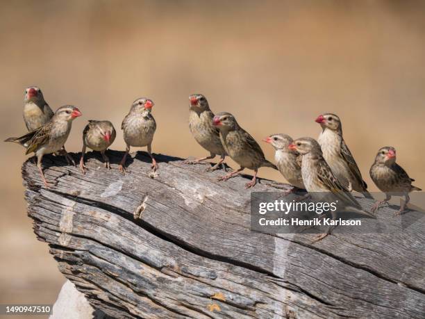 small flock of red-billed queleas (quelea quelea) on a log - red billed quelea (quelea quelea) stock pictures, royalty-free photos & images