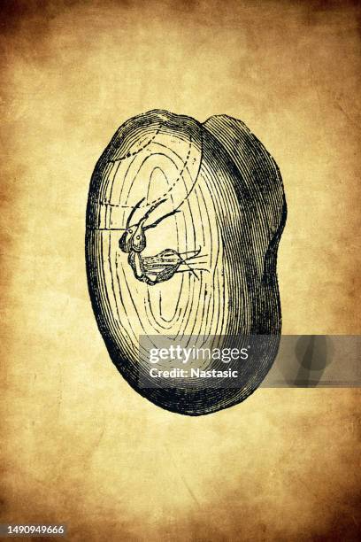 stockillustraties, clipart, cartoons en iconen met fossil ant - ordovicium