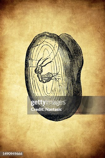 Fossil ant Fossil ant