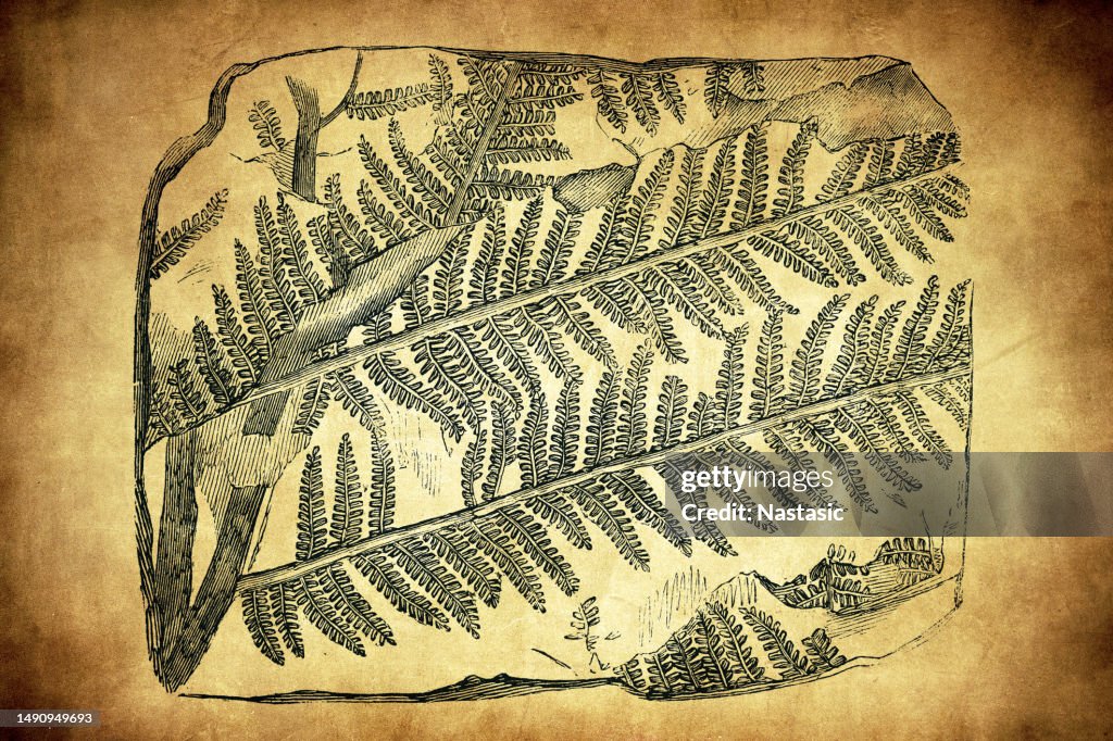 Fossil plants ,pecopteris arborescens