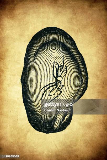 fossil spider - ordovician period stock illustrations
