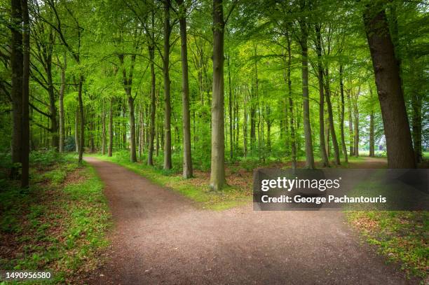 crossroads in the forest - intersection stock pictures, royalty-free photos & images