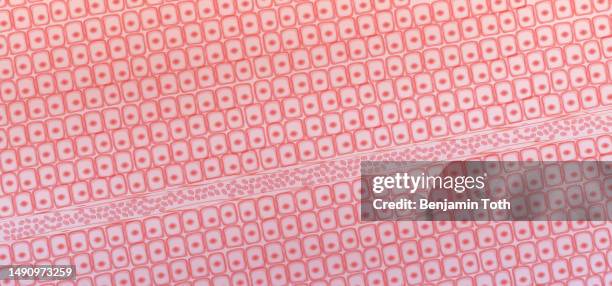 skin tissue cells, layers of skin, blood in vein - human skin background stock illustrations