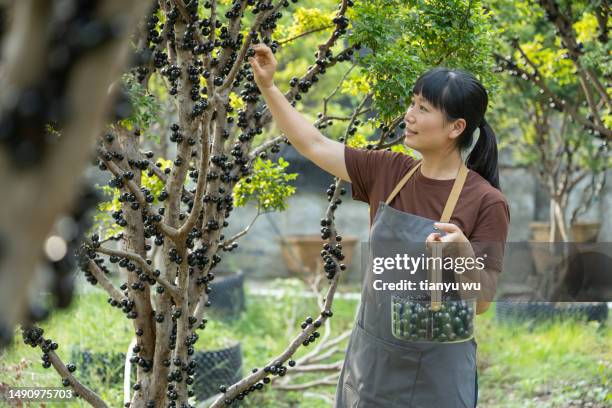 eine frau pflückt trauben in einem obstgarten - landwirtschaftliche tätigkeit stock-fotos und bilder