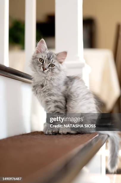 young gray,silver and white siberian kitten - chat de race photos et images de collection