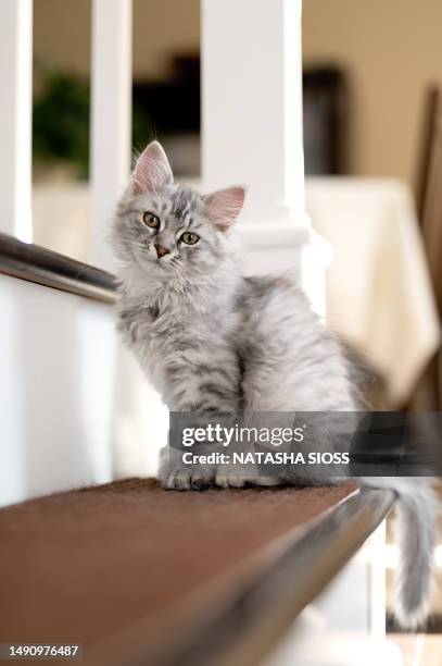 young gray,silver and white siberian kitten - purebred cat bildbanksfoton och bilder